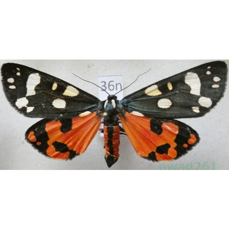 Callimorpha dominula (Linnaeus, 1758) Krasopani poziomkówka Poland36nn